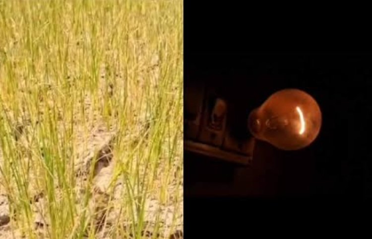 *संकट में किसान, सिंचाई की कमी से सूख रहे फसल! विद्युत अधिकारी बेपरवाह*