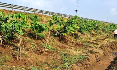 छत्तीसगढ़ के राष्ट्रीय राजमार्ग बन रहे ग्रीन कॉरिडोर:एनएचएआई ने इस साल लगाए 2.71 लाख पौधे