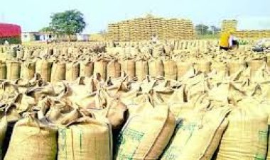 धान खरीदी के लिए एग्रीस्टैक पोर्टल में किसान 31 अक्टूबर तक करा सकेंगे पंजीयन
