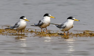 कोपरा जलाशय को मिलेगा रामसर स्थल का दर्जा