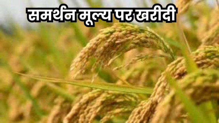 प्रदेश में 15 नवम्बर से समर्थन मूल्य पर धान खरीदी को लेकर तैयारियां पूरी