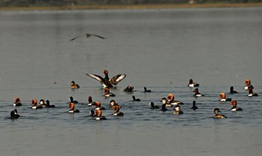 *कोपरा जलाशय को राज्य का पहला रामसर साइट घोषित किया जाना छत्तीसगढ़ के लिए गर्व का क्षण: मुख्यमंत्री श्री विष्णु देव साय*