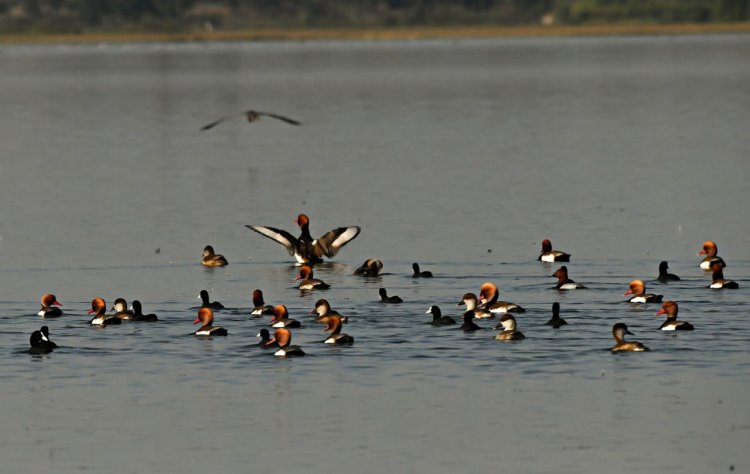 *कोपरा जलाशय को राज्य का पहला रामसर साइट घोषित किया जाना छत्तीसगढ़ के लिए गर्व का क्षण: मुख्यमंत्री श्री विष्णु देव साय*