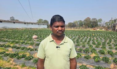 धान की तुलना में स्ट्रॉबेरी की खेती में डबल मुनाफा