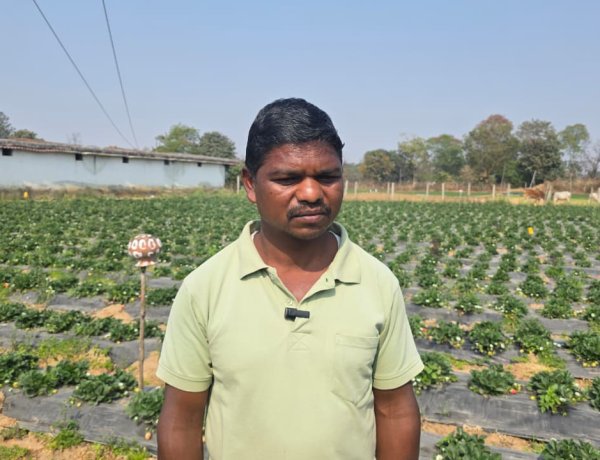 धान की तुलना में स्ट्रॉबेरी की खेती में डबल मुनाफा